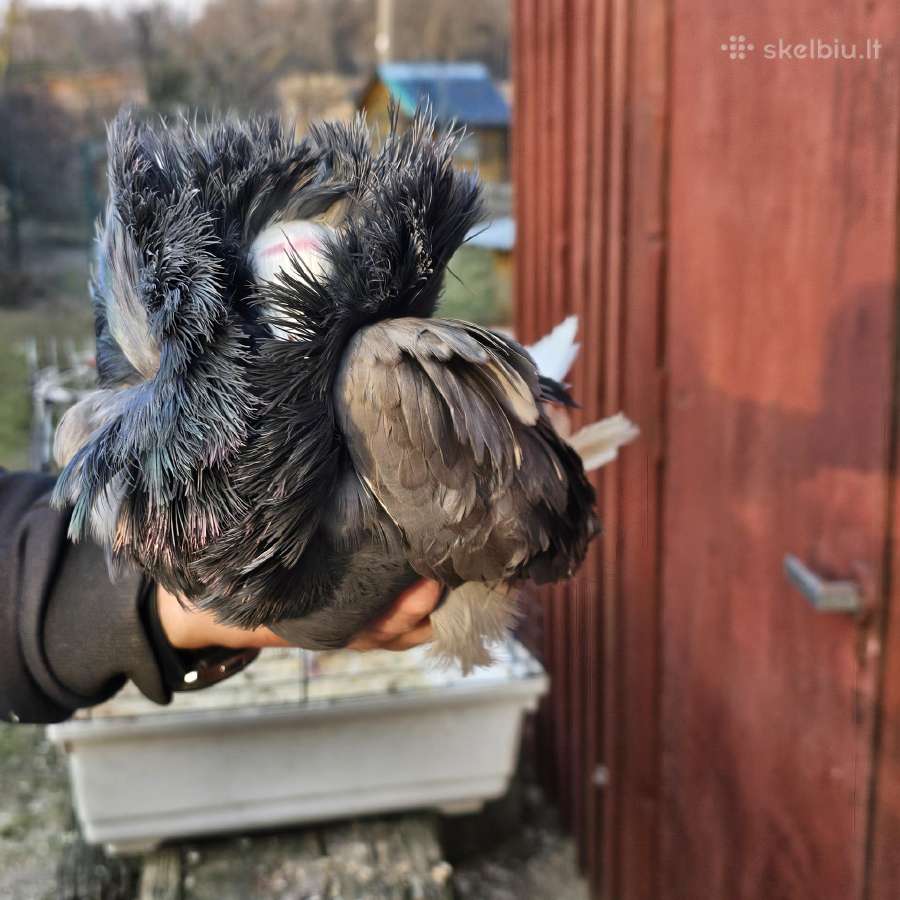 Balandžiai capucinai, jakubinai, karakuliniai - nuotraukos Nr. 16