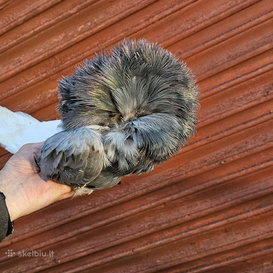 Balandžiai capucinai, jakubinai, karakuliniai - nuotraukos Nr. 17