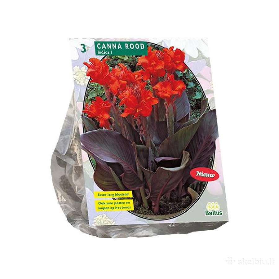 Kanos vazonuose, yra najiena Canna Rood, Orange. - nuotraukos Nr. 4