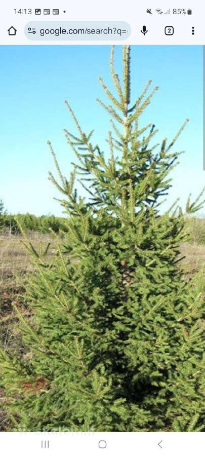Eglaitės paprastos nuo 30cm iki 3metrų - nuotraukos Nr. 2