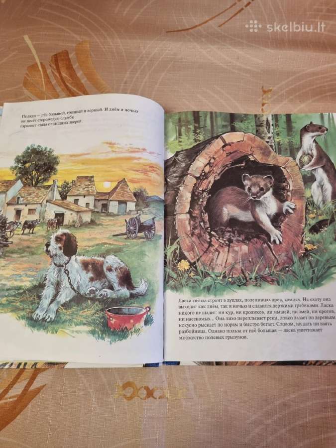 Zoologija paveikslėliuose - nuotraukos Nr. 3