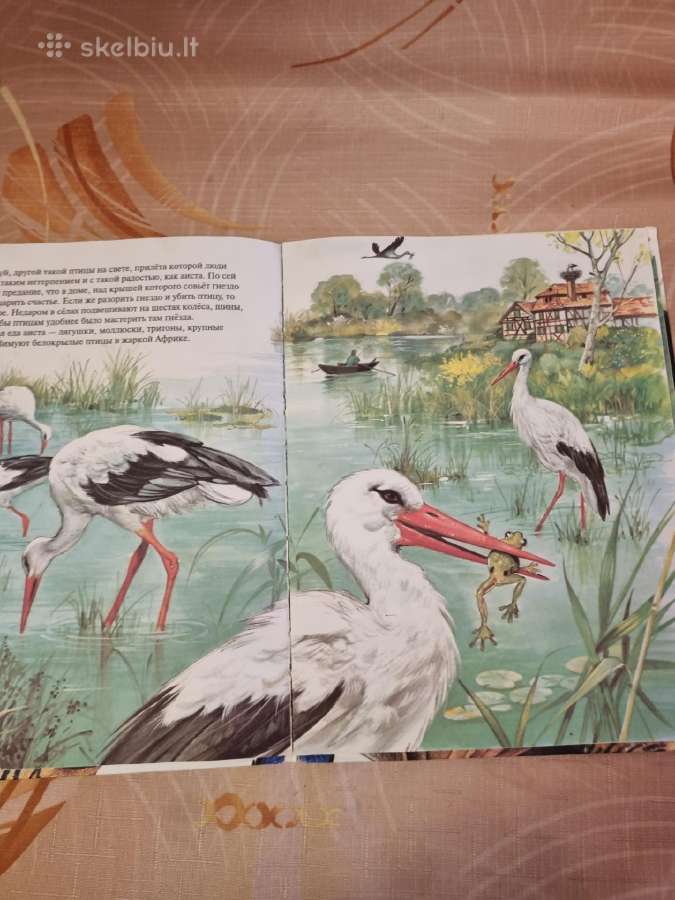 Zoologija paveikslėliuose - nuotraukos Nr. 5