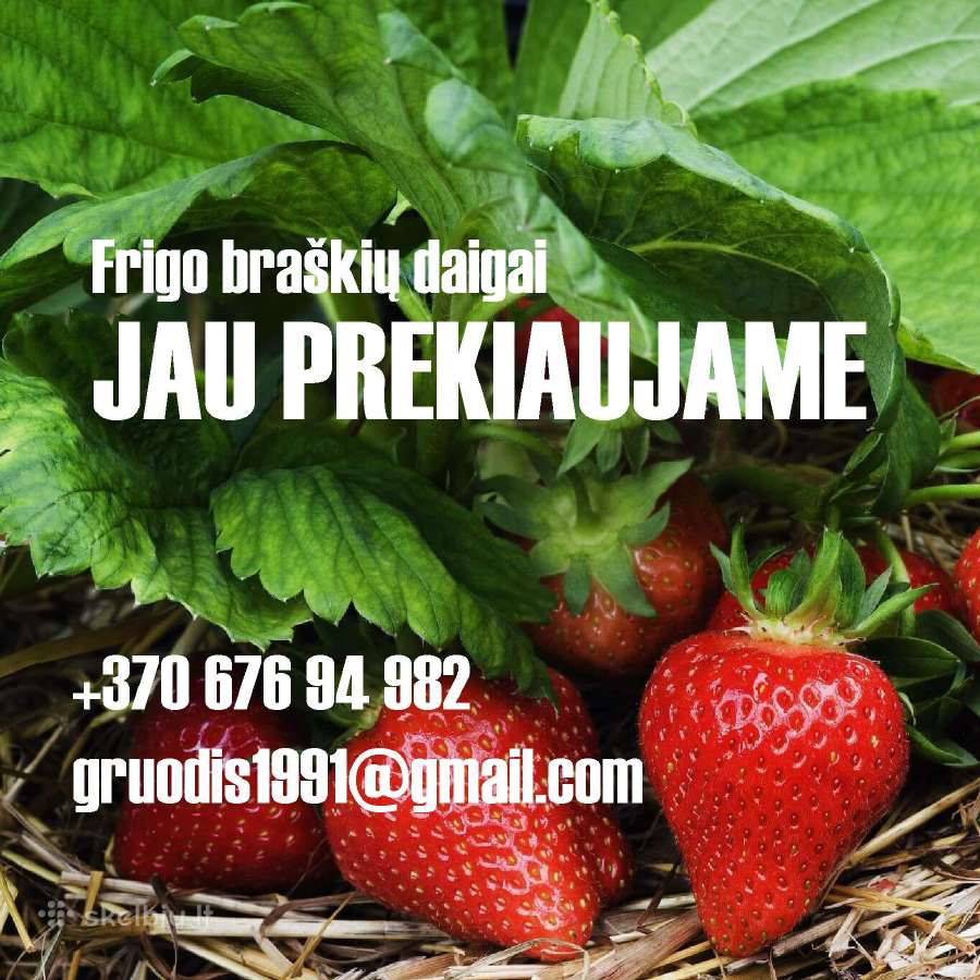 Frigo (šaldyti) Braškių Daigai ir Smidrai Olandija