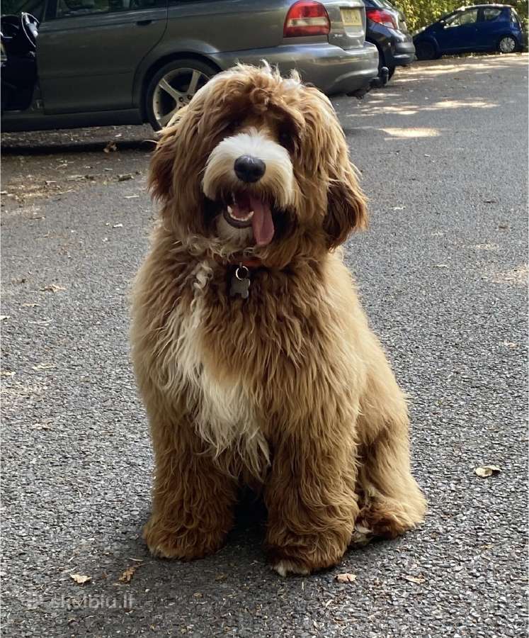 Australian Labradoodle šuniukai,su Wala dokum. - nuotraukos Nr. 14