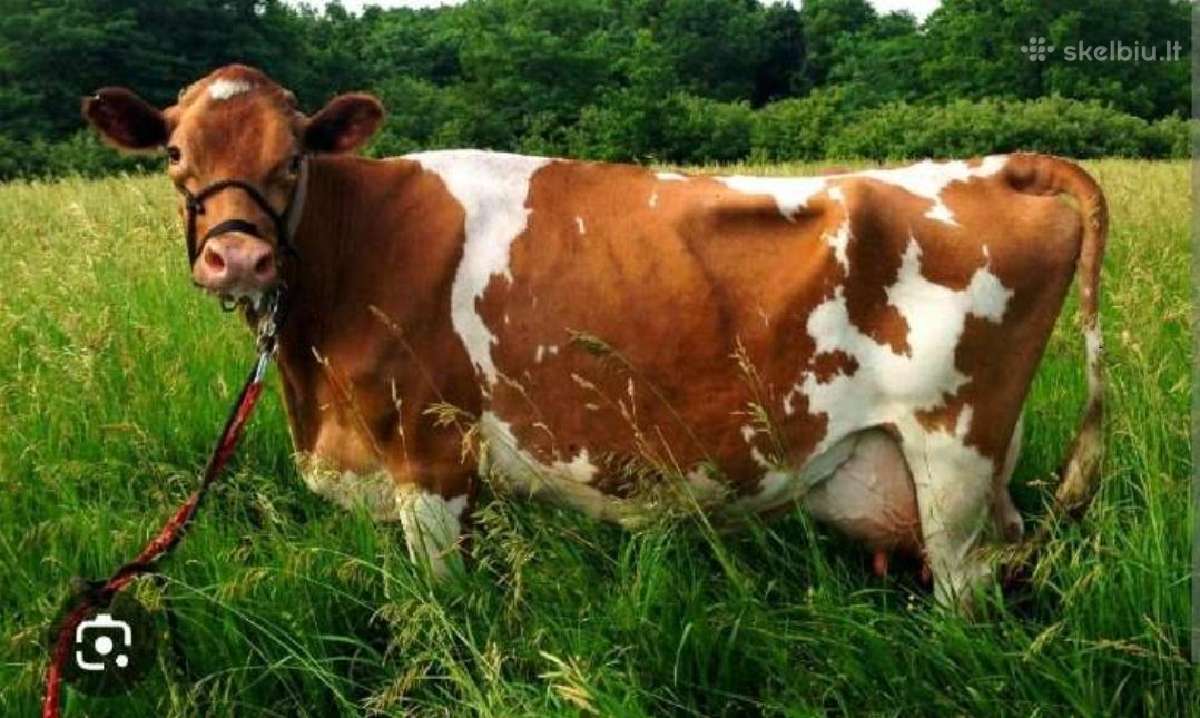 Prekiaujame žolių sėklomis,jų įvairiais mišiniais
