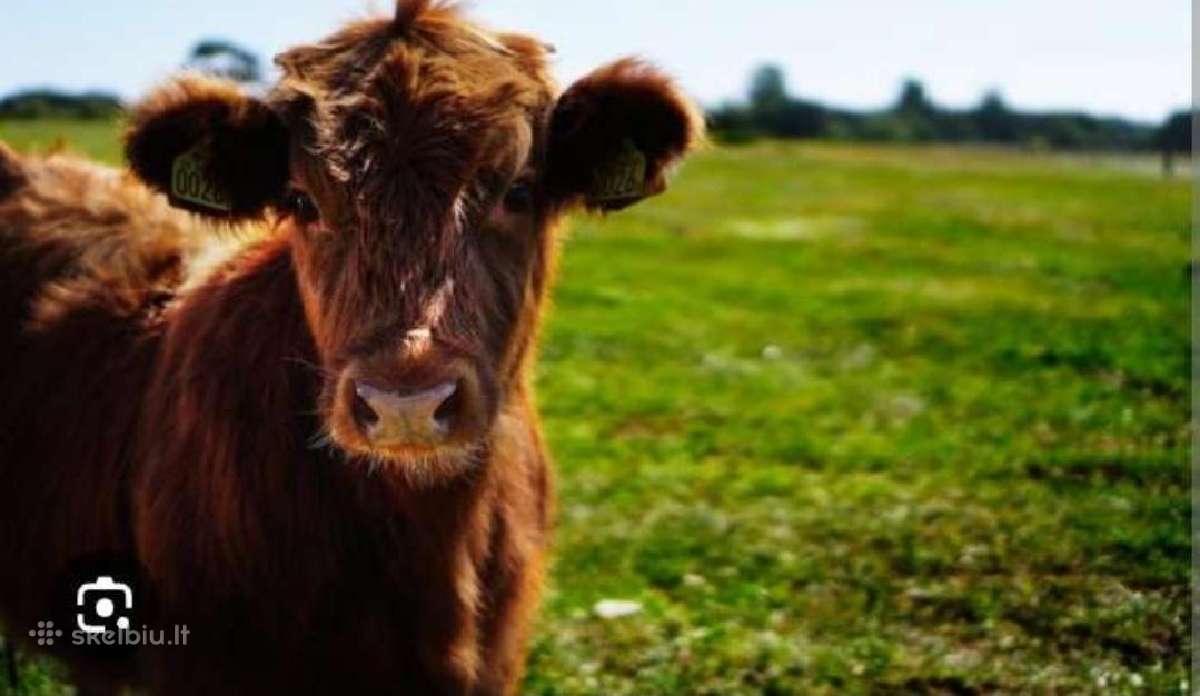 Žolių sėklų mišiniai arba atskiros sėklos