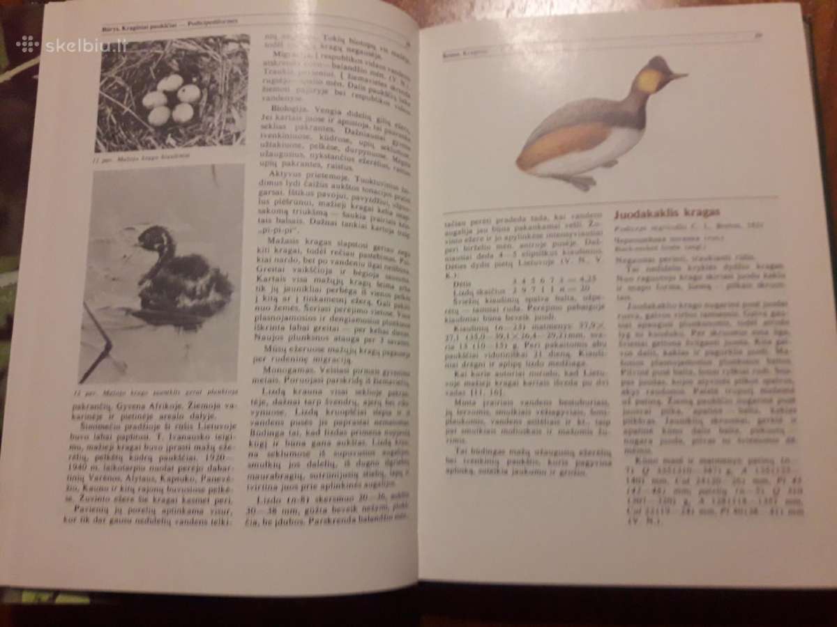 554. Lietuvos Fauna. Kn. 1: Paukščiai - nuotraukos Nr. 3