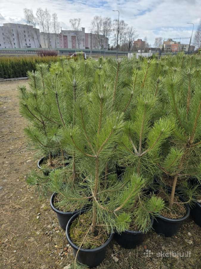 Juodosios Nigra ir kalnų pušys bonsai vazonuose - nuotraukos Nr. 4