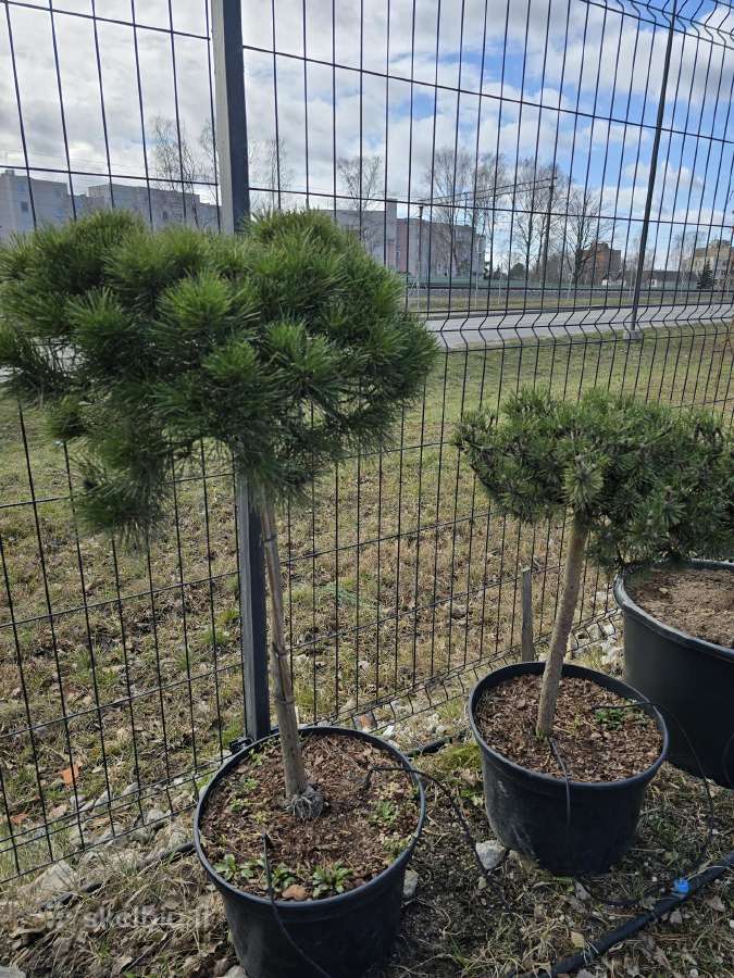 Juodosios Nigra ir kalnų pušys bonsai vazonuose - nuotraukos Nr. 29