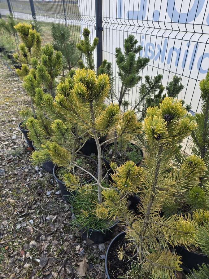 Juodosios Nigra ir kalnų pušys bonsai vazonuose - nuotraukos Nr. 30