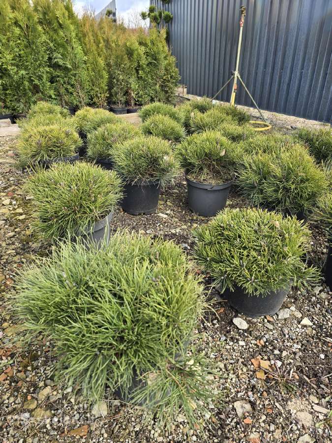 Juodosios Nigra ir kalnų pušys bonsai vazonuose - nuotraukos Nr. 31