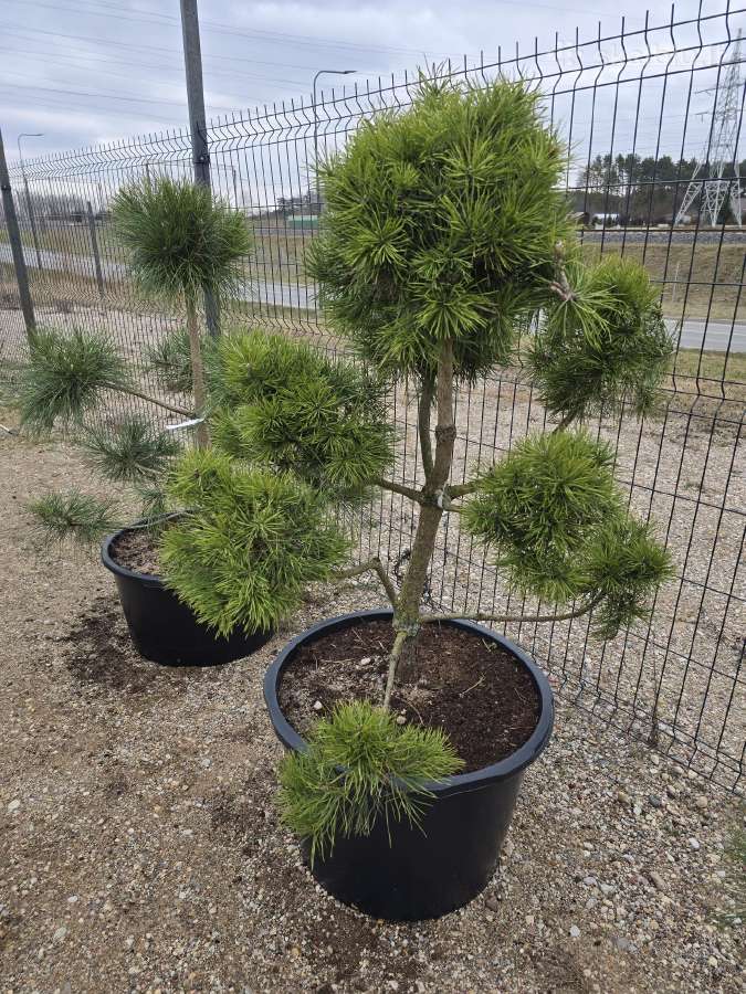 Juodosios Nigra ir kalnų pušys bonsai vazonuose - nuotraukos Nr. 2