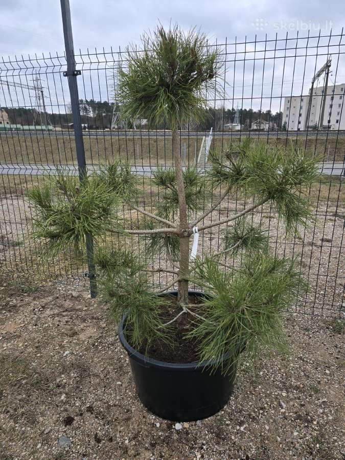 Juodosios Nigra ir kalnų pušys bonsai vazonuose - nuotraukos Nr. 32