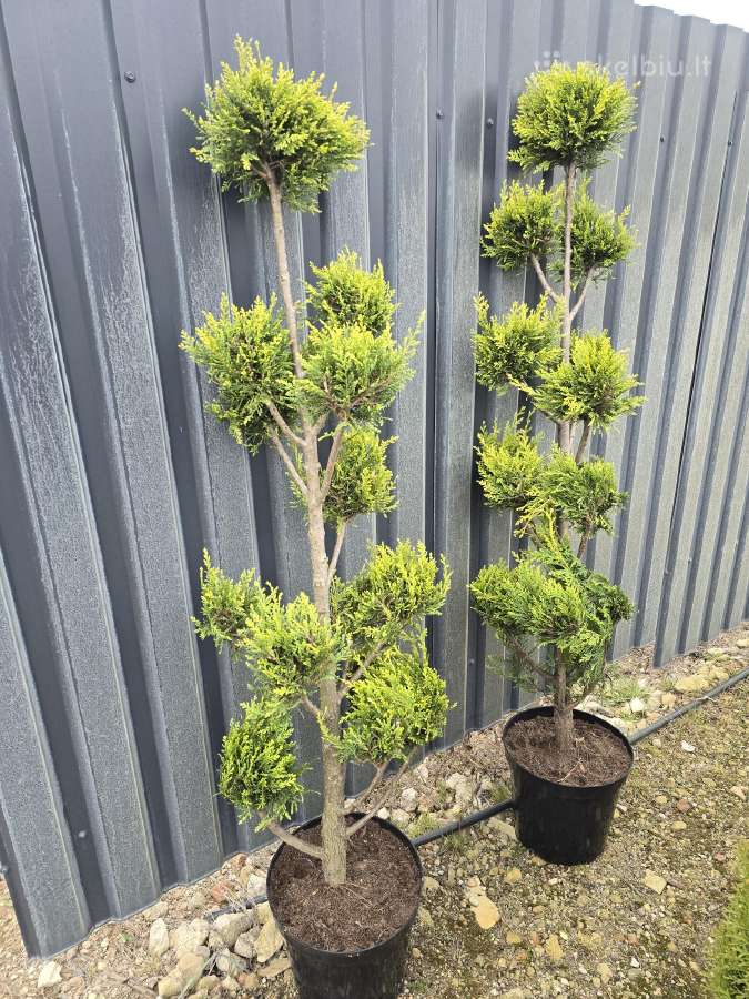 Juodosios Nigra ir kalnų pušys bonsai vazonuose - nuotraukos Nr. 34