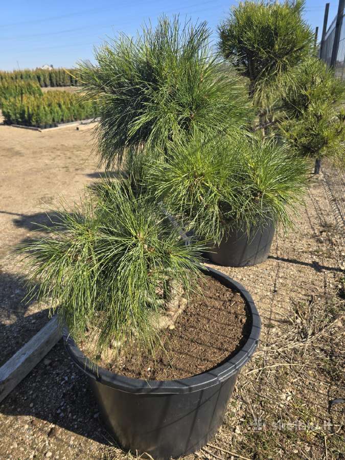 Juodosios Nigra ir kalnų pušys bonsai vazonuose - nuotraukos Nr. 35