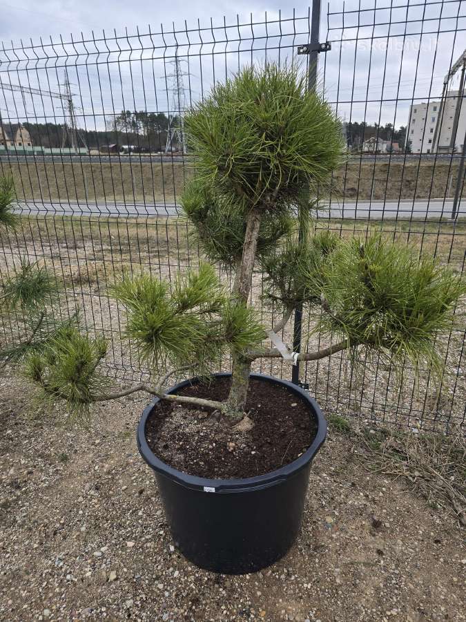 Juodosios Nigra ir kalnų pušys bonsai vazonuose - nuotraukos Nr. 36