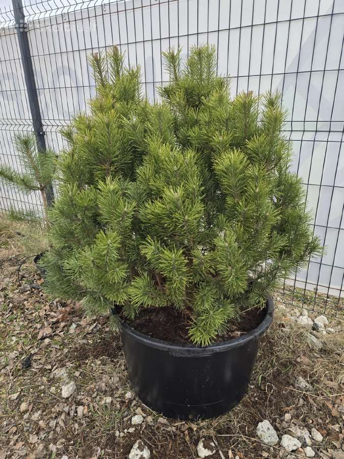 Juodosios Nigra ir kalnų pušys bonsai vazonuose - nuotraukos Nr. 37