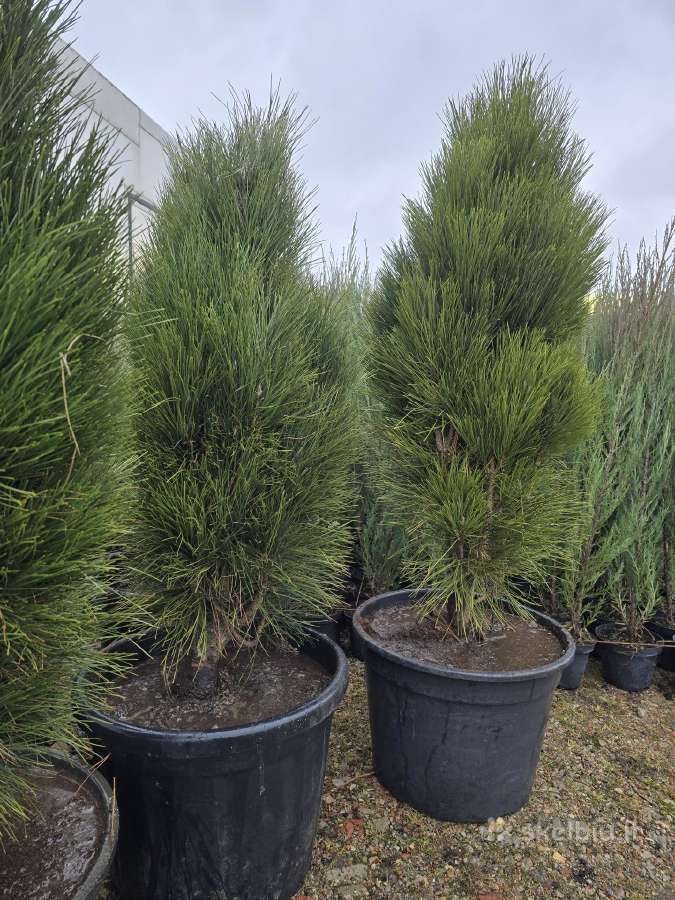 Juodosios Nigra ir kalnų pušys bonsai vazonuose - nuotraukos Nr. 5