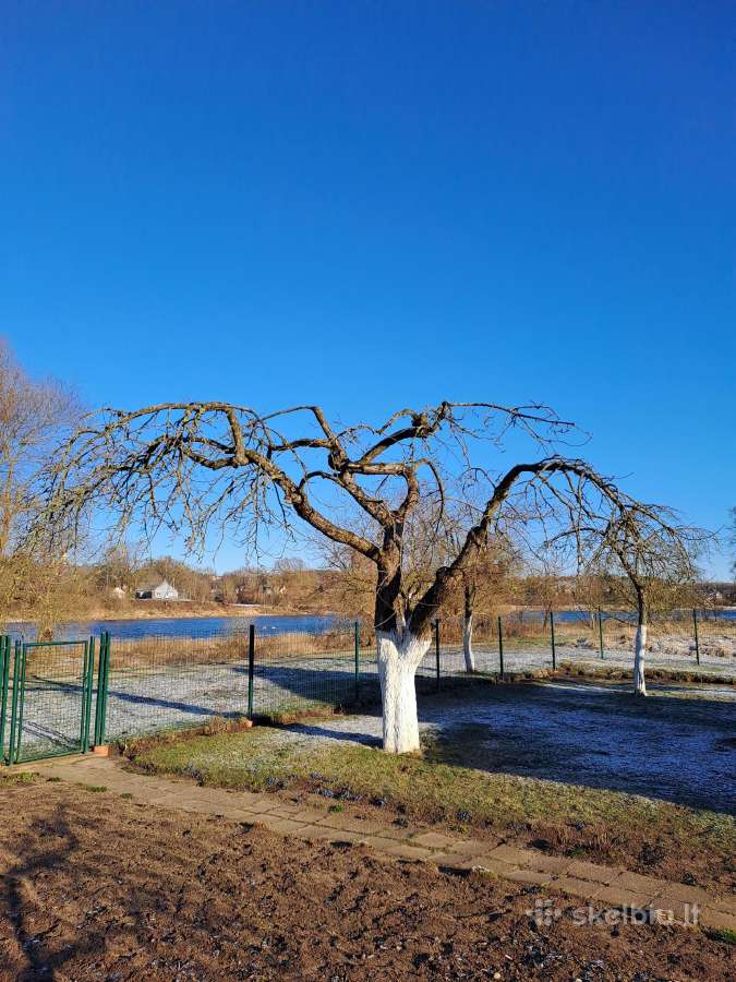 Gyvatvorių karpymas, žeminimas, formavimas - nuotraukos Nr. 38