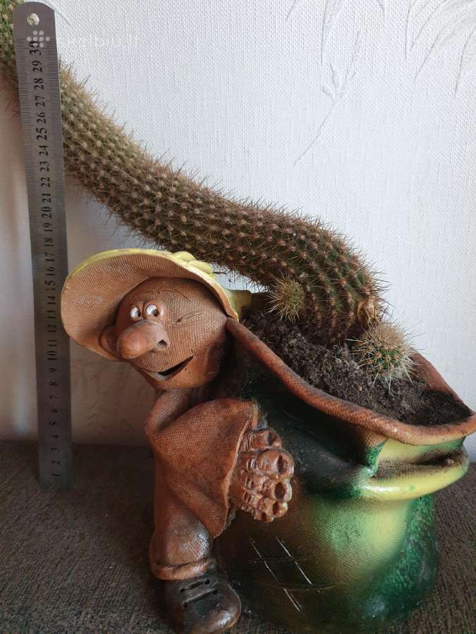 Kaktusas