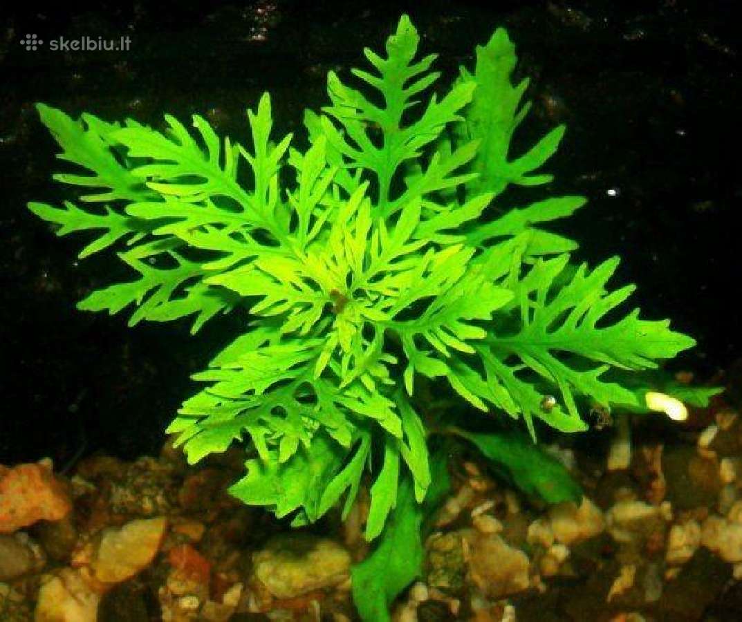 Akvariumo augalai