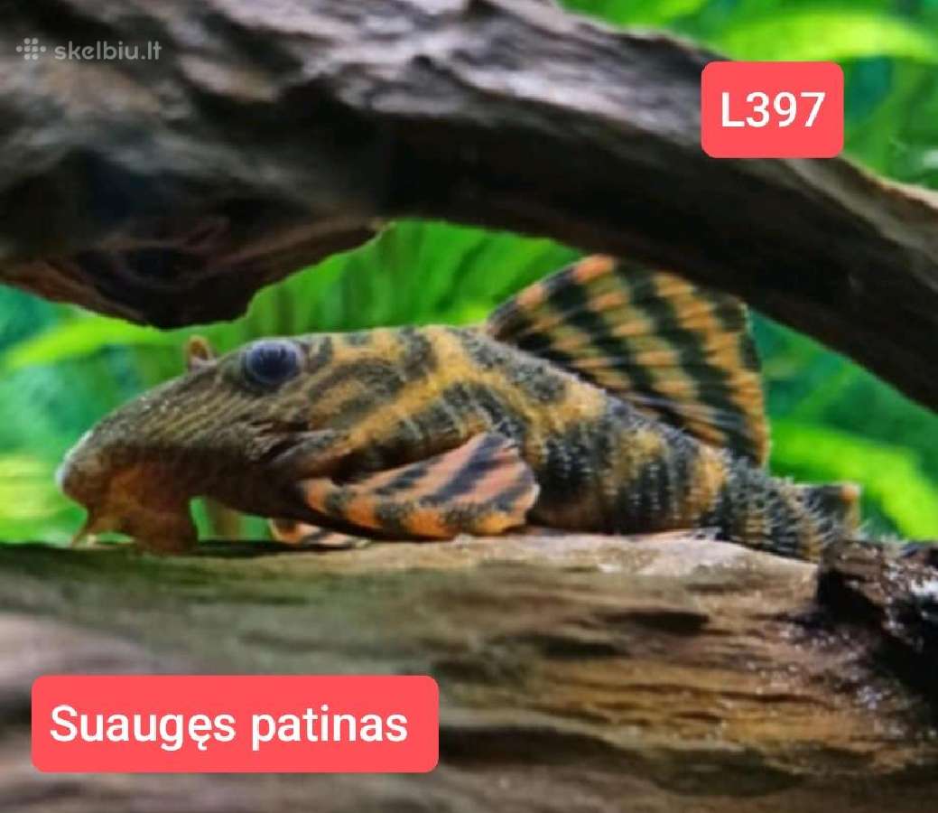 Įvairios akvariumo žuvytės, augalai, maistelis