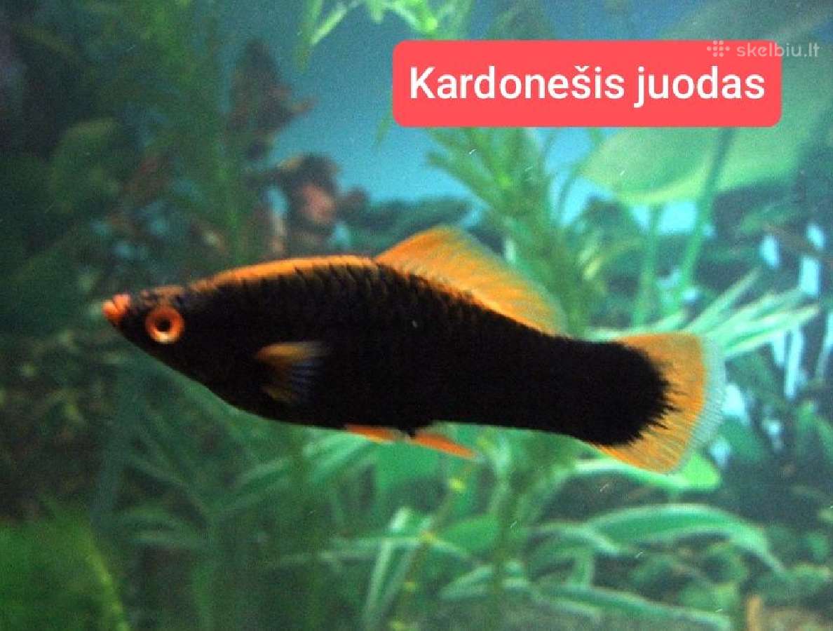 Įvairios akvariumo žuvytės, augalai, maistelis - nuotraukos Nr. 18