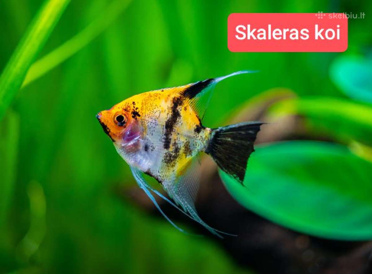 Įvairios akvariumo žuvytės, augalai, maistelis - nuotraukos Nr. 19