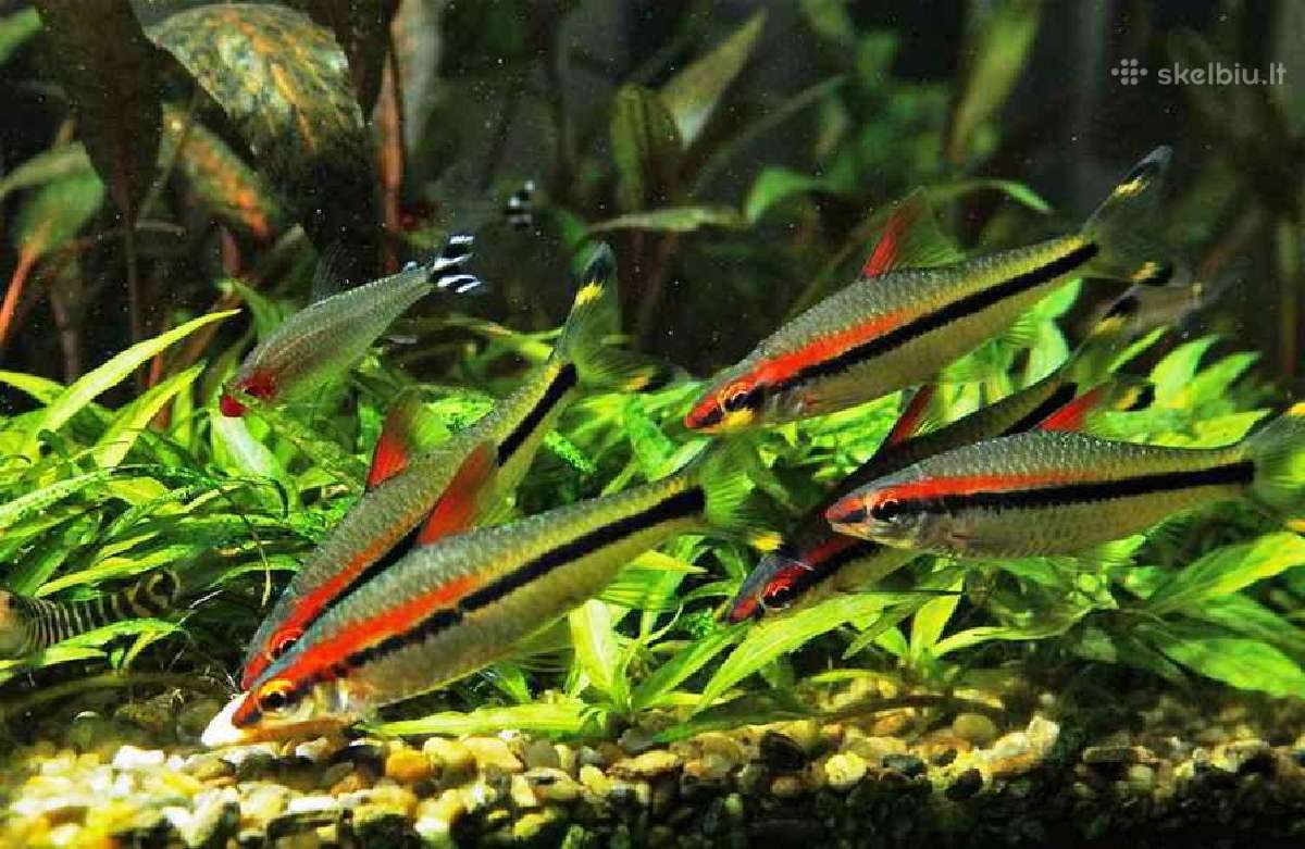 Įvairios akvariumo žuvytės, augalai, maistelis - nuotraukos Nr. 20