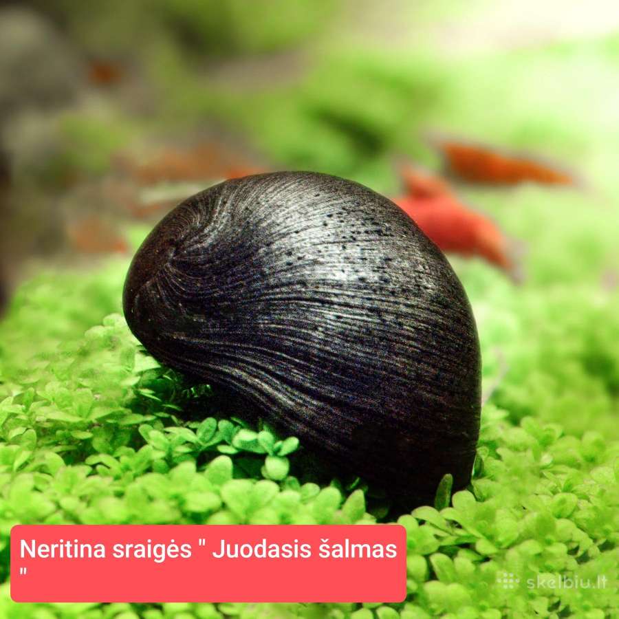 Įvairios akvariumo žuvytės, augalai, maistelis - nuotraukos Nr. 21