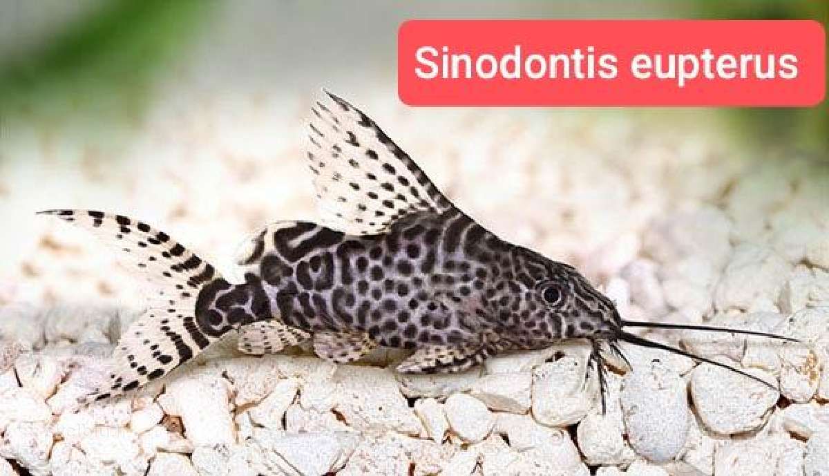 Įvairios akvariumo žuvytės, augalai, maistelis - nuotraukos Nr. 22
