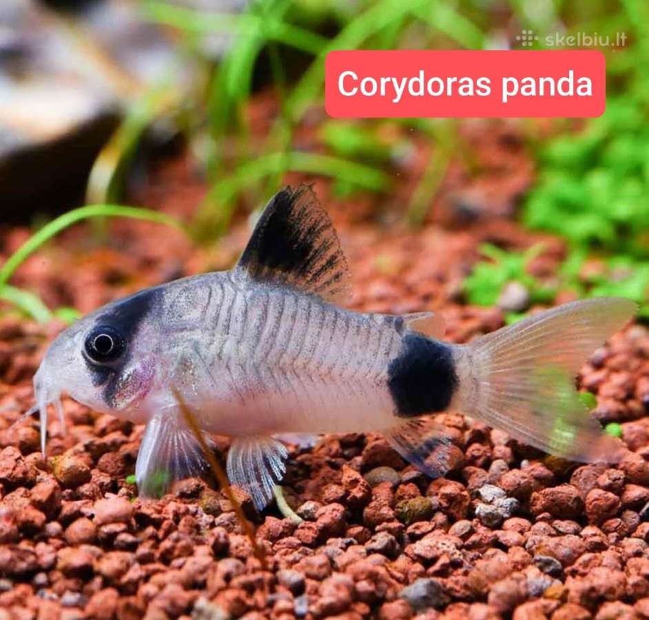 Įvairios akvariumo žuvytės, augalai, maistelis - nuotraukos Nr. 23