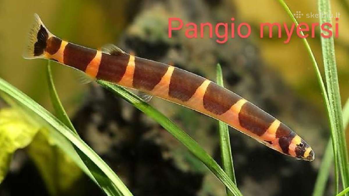 Įvairios akvariumo žuvytės, augalai, maistelis - nuotraukos Nr. 24