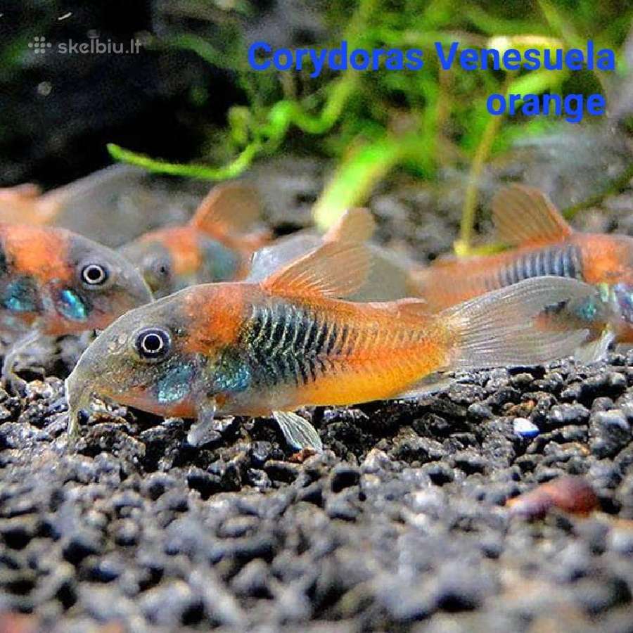 Įvairios akvariumo žuvytės, augalai, maistelis - nuotraukos Nr. 25