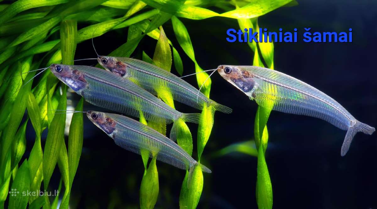 Įvairios akvariumo žuvytės, augalai, maistelis - nuotraukos Nr. 26