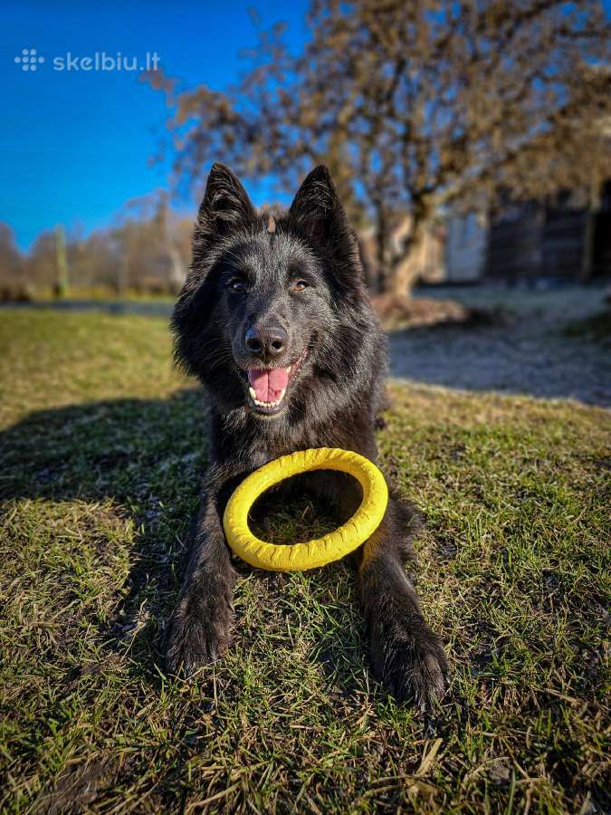 Planuojama Belgų aviganiai Griunendalių vada - nuotraukos Nr. 19