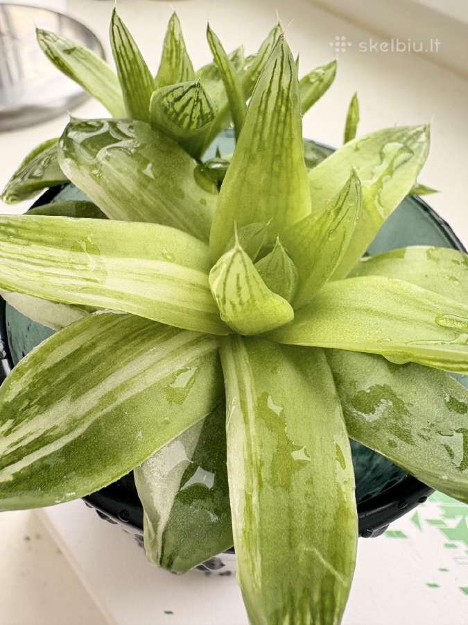 Haworthia cymbiformis 'Variegata'