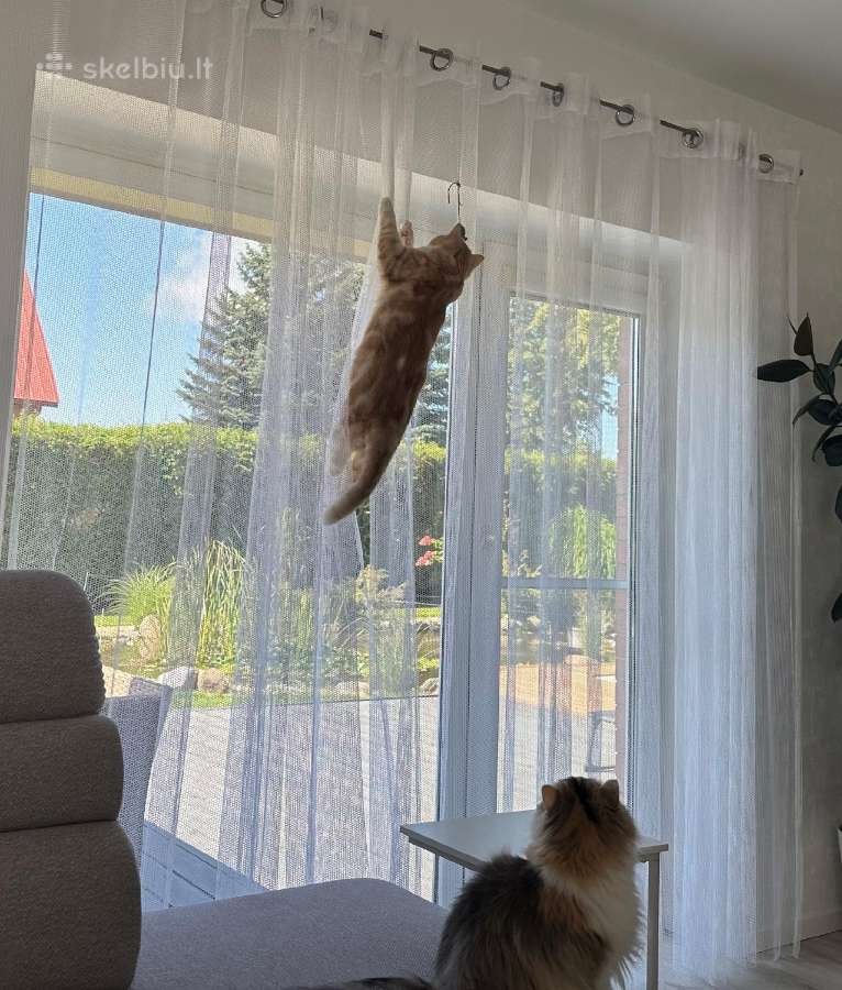 Katinams pritaikytos dieninės namų užuolaidos - nuotraukos Nr. 3