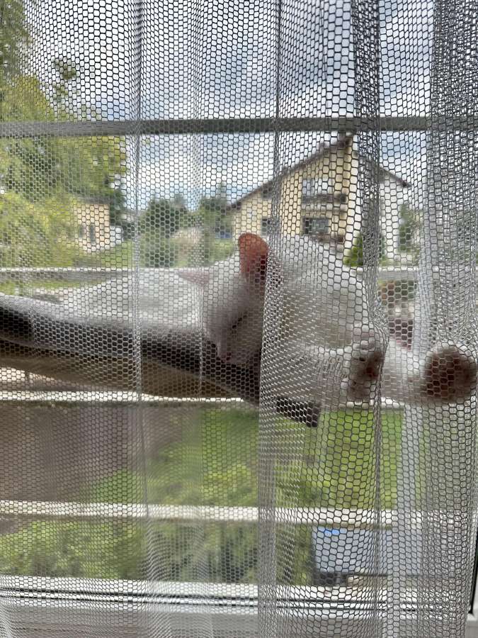 Katinams pritaikytos dieninės namų užuolaidos - nuotraukos Nr. 2