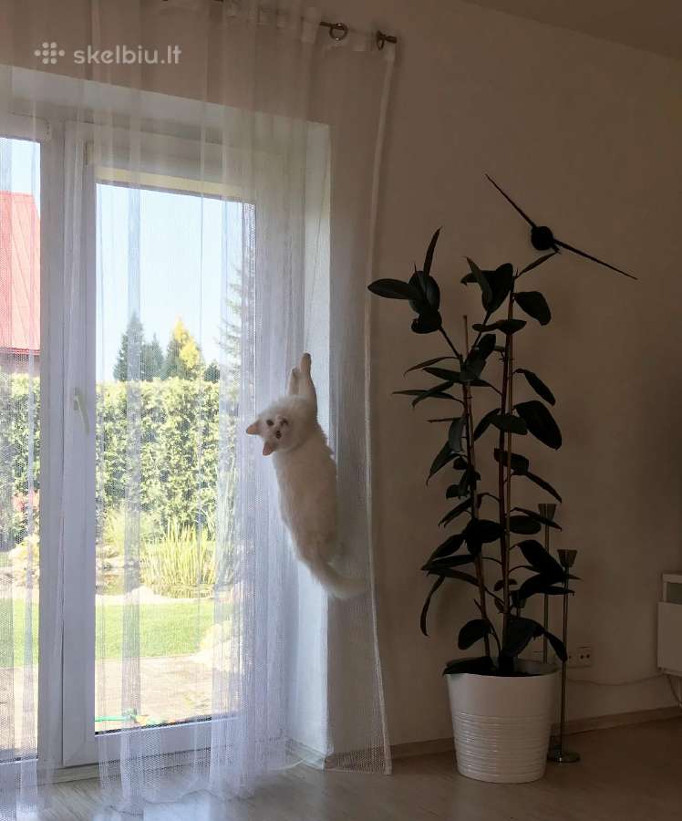 Katinams pritaikytos dieninės namų užuolaidos - nuotraukos Nr. 5