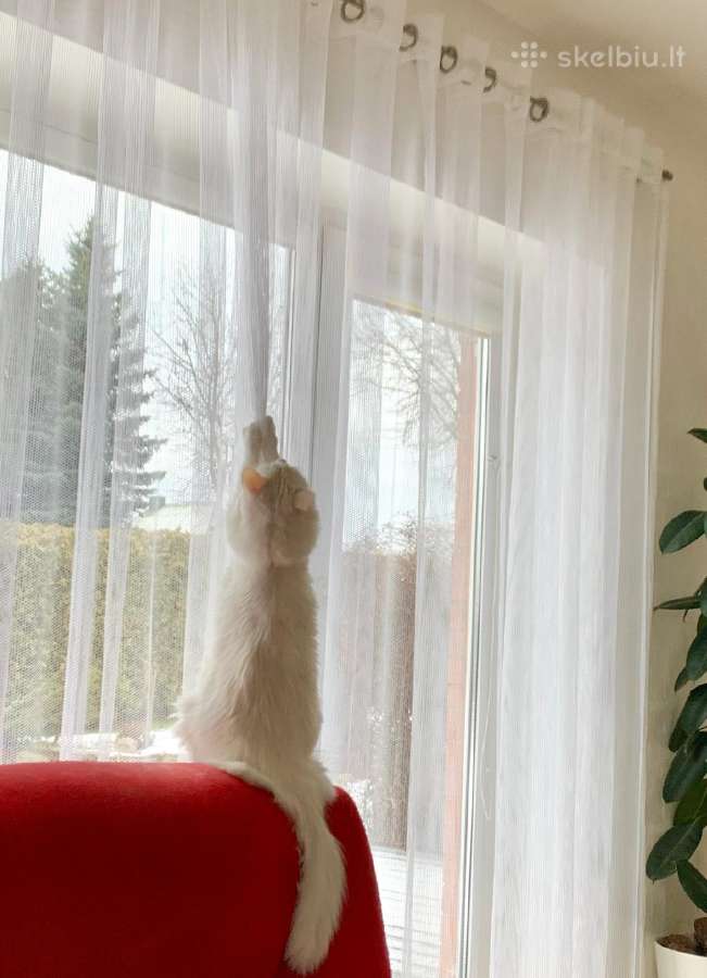 Katinams pritaikytos dieninės namų užuolaidos - nuotraukos Nr. 8