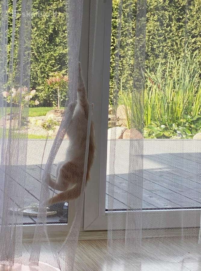 Katinams pritaikytos dieninės namų užuolaidos - nuotraukos Nr. 9
