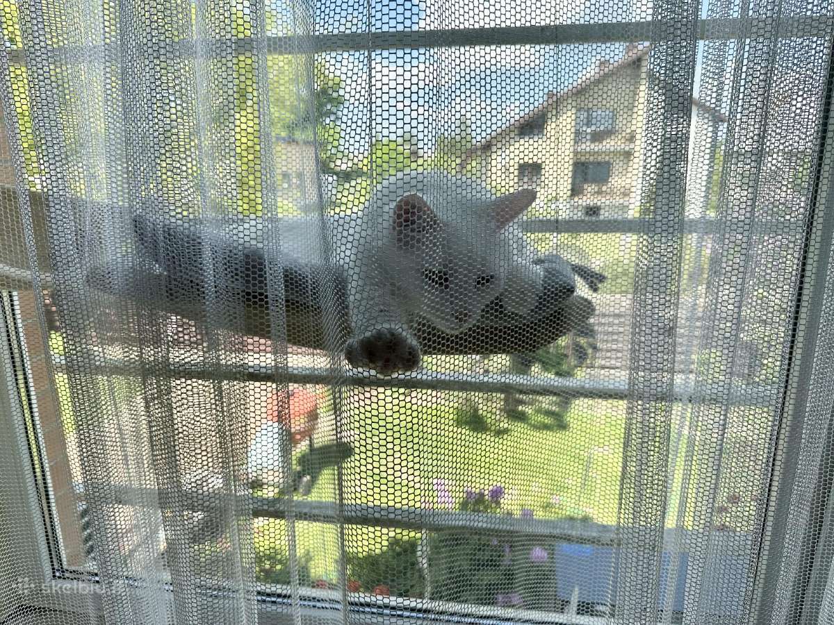 Katinams pritaikytos dieninės namų užuolaidos - nuotraukos Nr. 10
