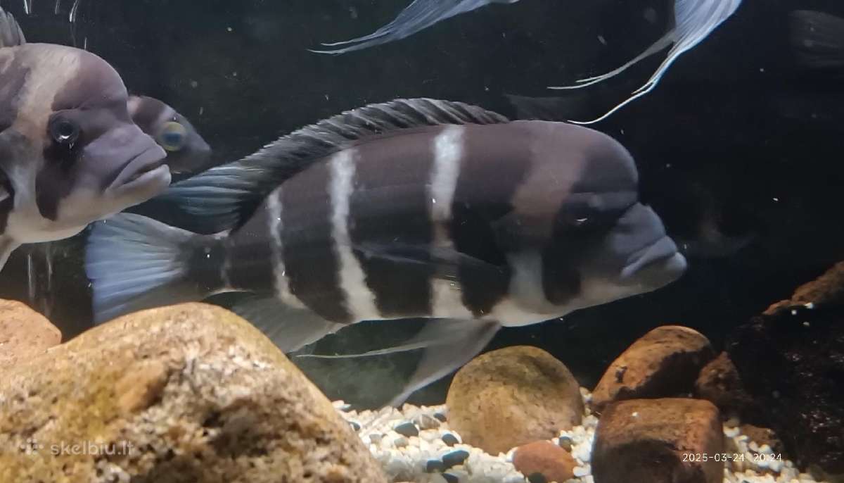 Keisciau sesemeti frontozos patina i patele