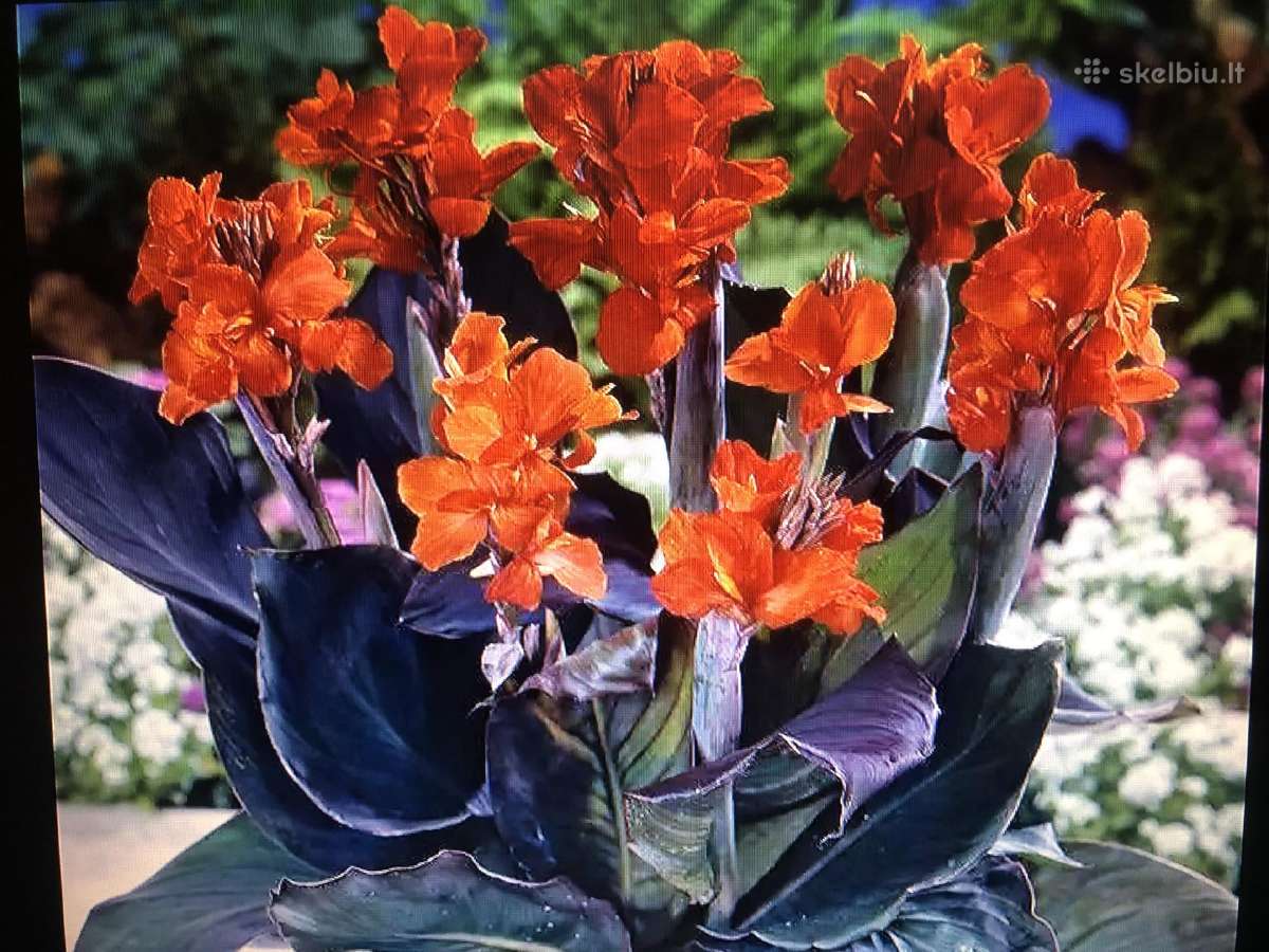 Kanos vazonuose, yra najiena Canna Rood, Orange. - nuotraukos Nr. 5