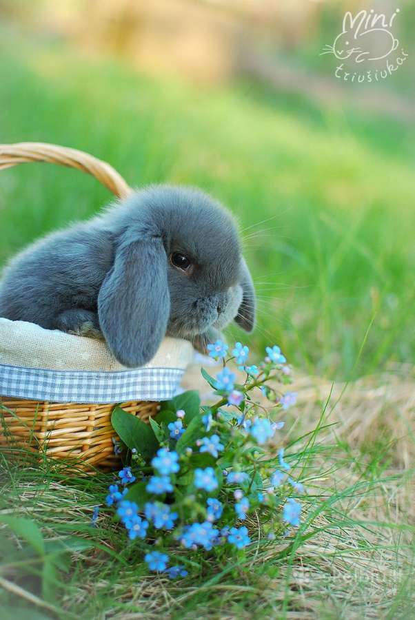 Dekoratyviniai nykštukiniai triušiukai, narveliai - nuotraukos Nr. 26