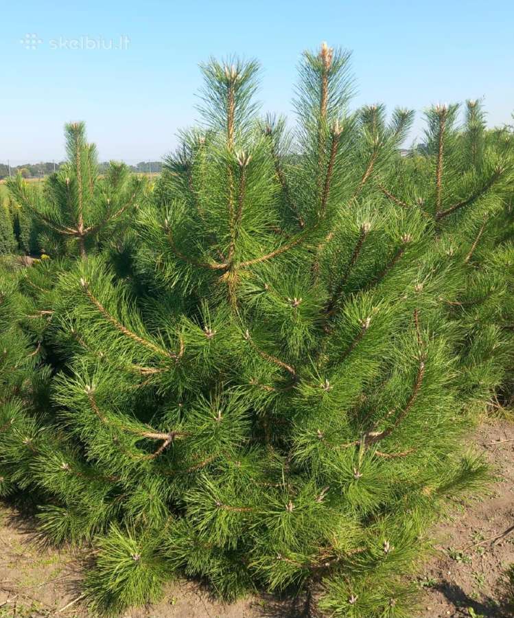 Pušis Juodoji 140-160 cm (Pinus Nigra).