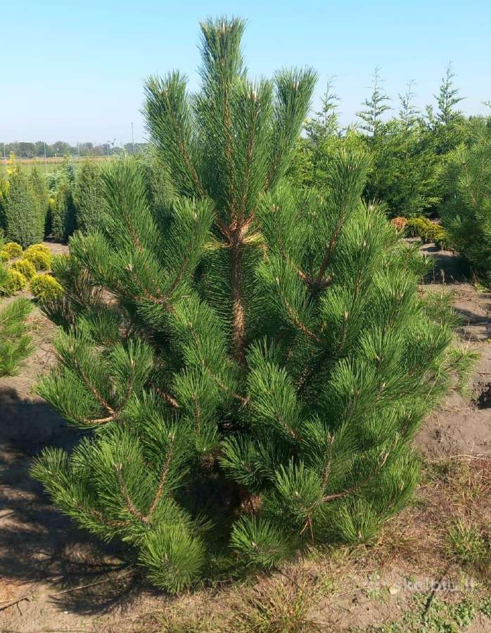 Pušis Juodoji 140-160 cm (Pinus Nigra). - nuotraukos Nr. 2