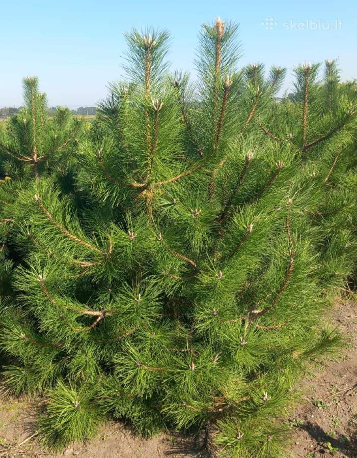 Pušis Juodoji 140-160 cm (Pinus Nigra). - nuotraukos Nr. 3