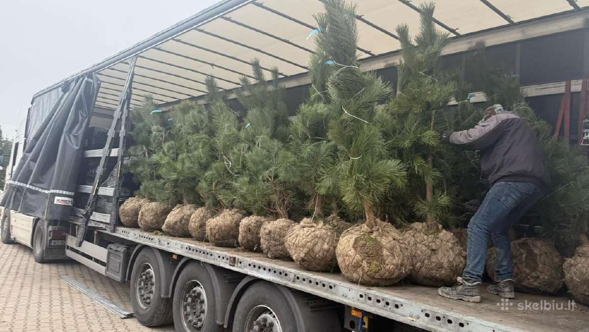 Pušis Juodoji 140-160 cm (Pinus Nigra). - nuotraukos Nr. 4